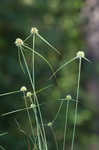 Great plains flatsedge